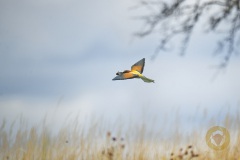 Bienenfresser in Brandenburg