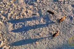 Wisente im Wildpark Schorfheide