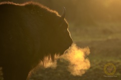 Junge Wisentkuh im Wisentgehege Springe