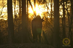 Wisentkuh Branisa im Wisentgehege Springe