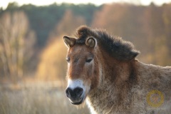 Przewalskipferd im Wildpark Schorfheide