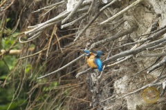Eisvogel