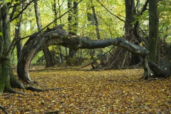 Fotoworkshop mit Manfred Delpho, Urwald und Tierpark Sababurg
