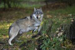 Fotoworkshop mit Manfred Delpho, Urwald und Tierpark Sababurg