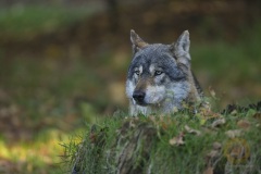 Fotoworkshop mit Manfred Delpho, Urwald und Tierpark Sababurg