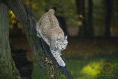 Fotoworkshop mit Manfred Delpho, Urwald und Tierpark Sababurg