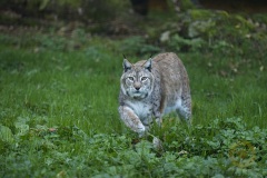 Fotoworkshop mit Manfred Delpho, Urwald und Tierpark Sababurg