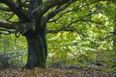 Fotoworkshop mit Manfred Delpho, Urwald und Tierpark Sababurg
