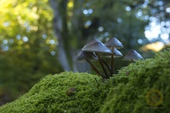 Fotoworkshop mit Manfred Delpho, Urwald und Tierpark Sababurg