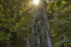 Fotoworkshop mit Manfred Delpho, Urwald und Tierpark Sababurg
