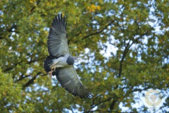 Fotoworkshop mit Manfred Delpho, Urwald und Tierpark Sababurg