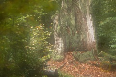 Fotoworkshop mit Manfred Delpho, Urwald und Tierpark Sababurg