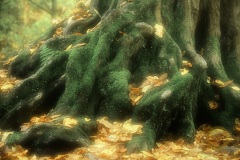 Fotoworkshop mit Manfred Delpho, Urwald und Tierpark Sababurg