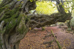 Fotoworkshop mit Manfred Delpho, Urwald und Tierpark Sababurg