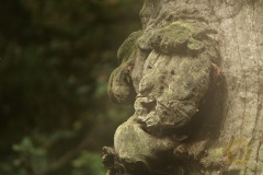 Fotoworkshop mit Manfred Delpho, Urwald und Tierpark Sababurg