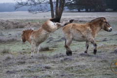 kleiner Streit bei den Przewalskipferden im Wildpark Schorfheide