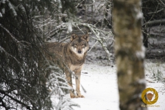 Wolf im Wildpark Schorfheide