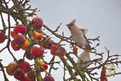 Seltene Wintergäste: Seidenschwänze