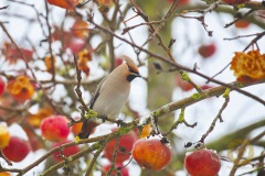Seltene Wintergäste: Seidenschwänze