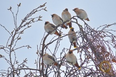 Seltene Wintergäste: Seidenschwänze