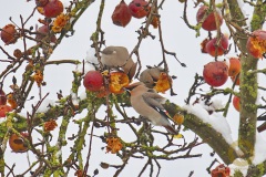 Seltene Wintergäste: Seidenschwänze