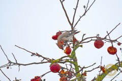 Seltene Wintergäste: Seidenschwänze