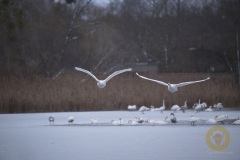 Singschwäne in Brandenburg