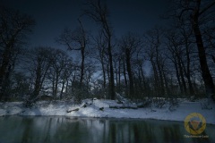 Das nächtliche Wolfsgehege im Wisentgehege Springe