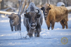 Wisentkuh Ihna im Wisentgehege Springe