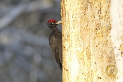 Schwarzspecht im Wisentgehege Springe