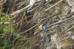 Eisvogel
