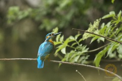 Eisvogel