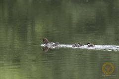Schellente mit Küken