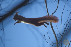 Eichhörnchen im Wildpark Schorfheide