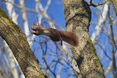 Eichhörnchen im Wildpark Schorfheide