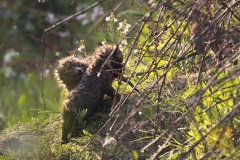 Fuchswelpen, frei im Wildpark Schorfheide