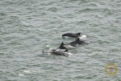 Bempton Cliffs