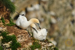 Bempton Cliffs