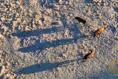 Wisente im Wildpark Schorfheide