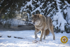 Wolf "Story" im Wildpark Schorfheide