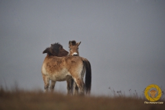 Fellpflege im Nebel