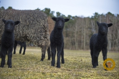 Lämmer des rauhwolligen Pommerschen Landschafs  im Wildpark Schorfheide
