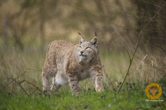 Luchs im Wildpark Schorfheide
