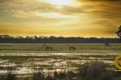 Sonnenaufgang bei den Przewalskipferden im Wildpark Schorfheide