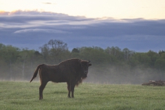 Wisentliche Morgenstimmung im Wildpark Schorfheide