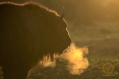 Junge Wisentkuh im Wisentgehege Springe