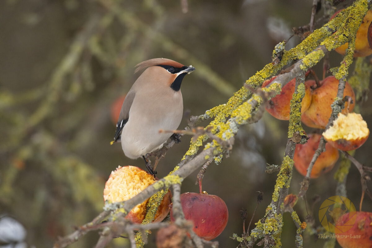 Wintergast: Seidenschwanz