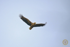 Seeadler am Stausee Liebenwalde