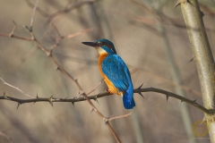 Eisvogel