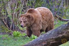 Braunbärin Karla im Wisentgehege Springe